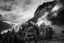 the forest flickr explore.jpg